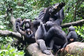big monkey